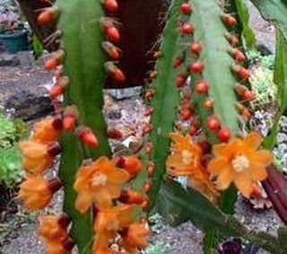 Epiphyllum  - cactos orquidea - flor de outubro - sianinha - lepisminium